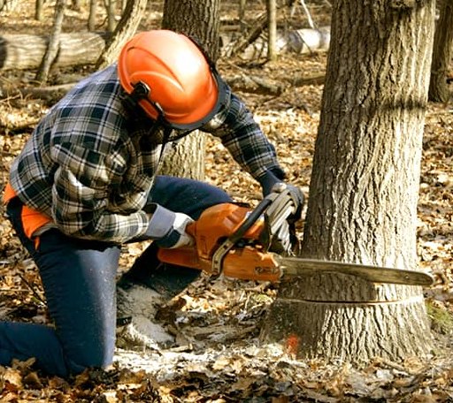 Tree Removal in East Orleans, MA